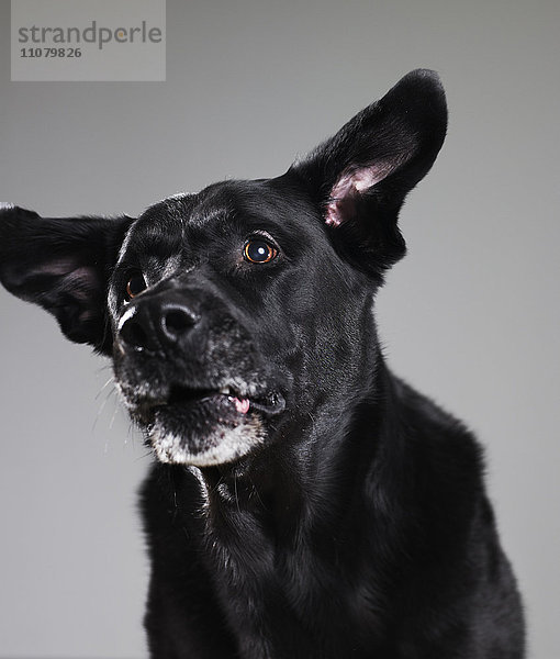 Schwarzer Hund vor grauem Hintergrund