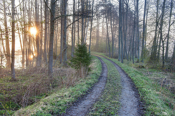 Eine Straße im Wald