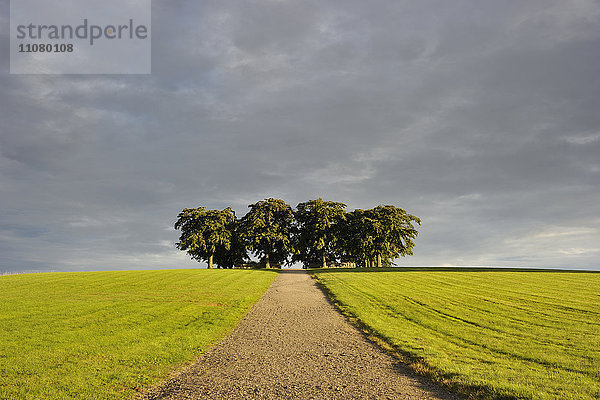 Schotterstraße  die zu einem Baumgebiet führt