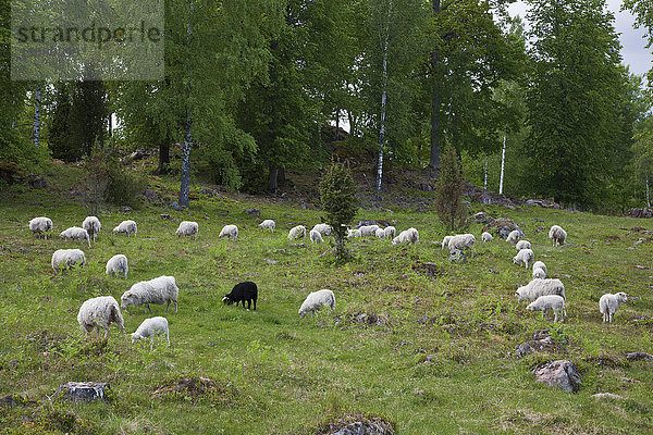 Weidende Schafe in Waldnähe