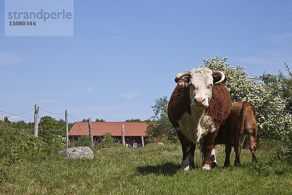 Kühe auf der Weide