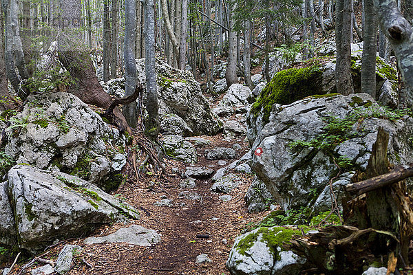 Fußweg durch den Wald