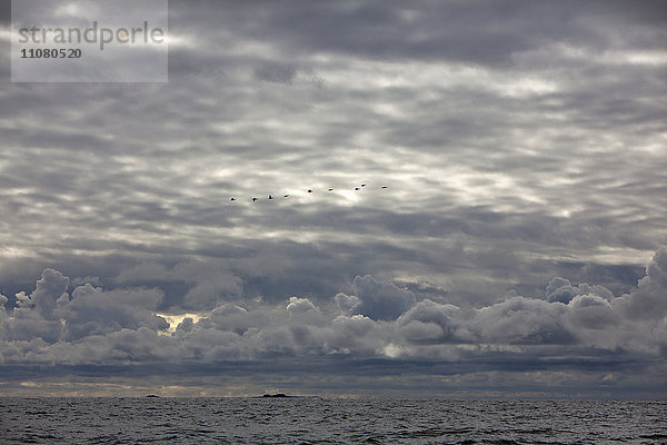 Wolken und fliegende Kormorane über dem Meer