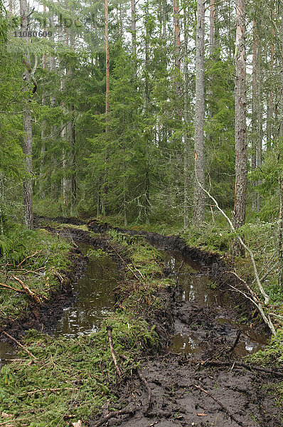 Wasser füllt Reifenspuren im Wald