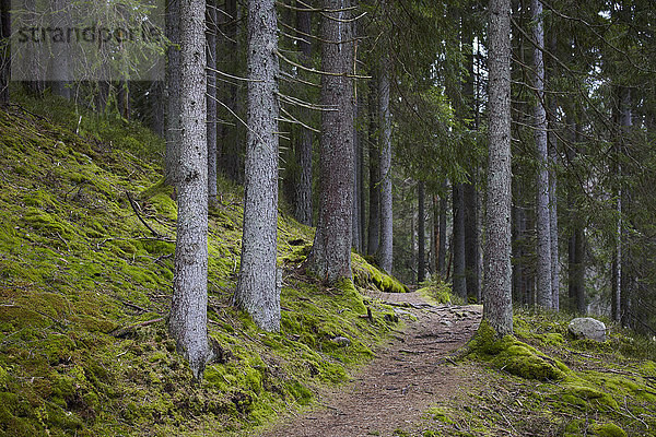 Wanderweg im Fichtenwald