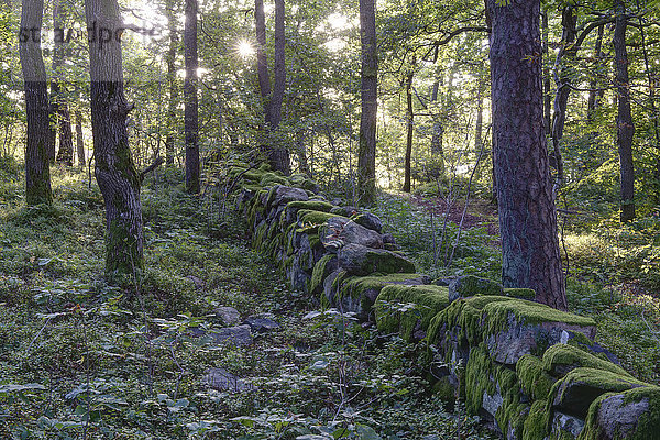 Alte Steinmauer im Wald