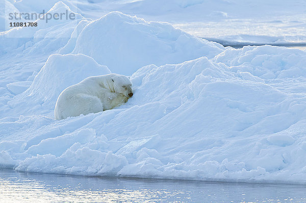 Polar bei Schlafen