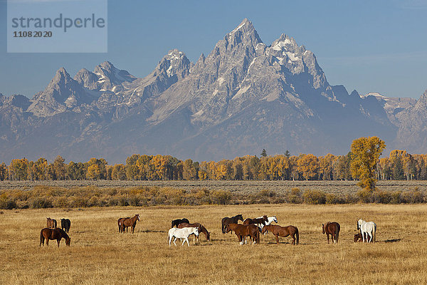 Weidende Pferde mit Rocky Mountains im Hintergrund