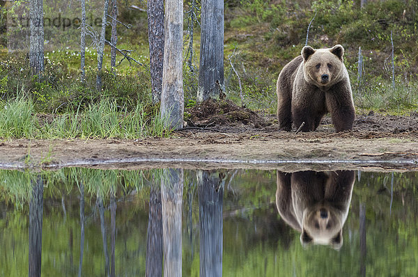 Bär im Wald  der sich im Wasser spiegelt