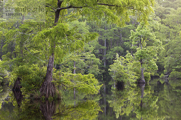 Sumpfzypressen in einem Sumpfgebiet  North Carolina  USA