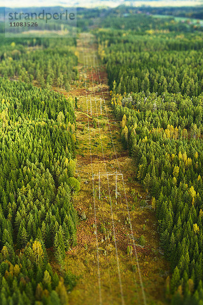 Luftaufnahme einer Stromleitung  die durch einen Herbstwald führt  Schweden