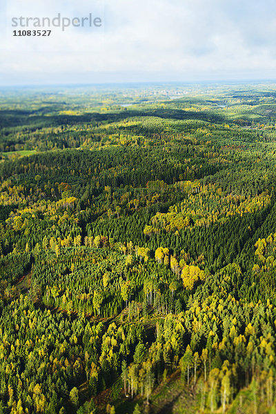 Luftaufnahme eines Herbstwaldes  Schweden
