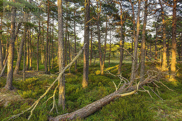 Wald  Djuro-Nationalpark  Schweden