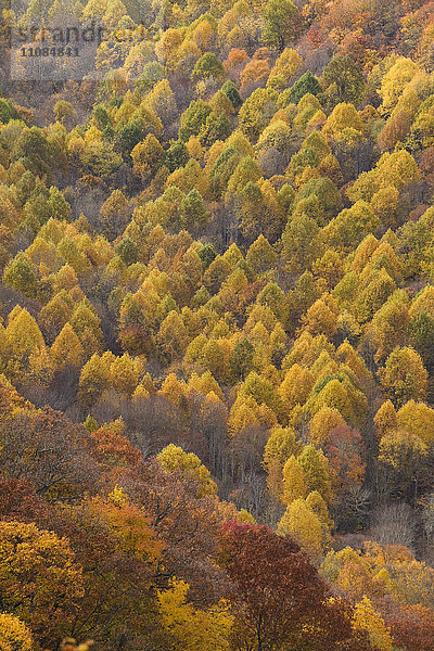 Herbstfarben in den Appalachen  Cherohala Skyway  North Carolina  USA.