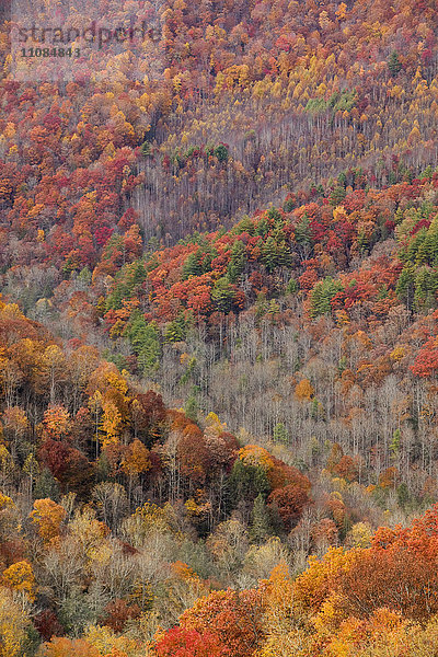 Herbstfarben in den Appalachen  North Carolina  USA.