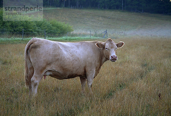 Eine grasende Kuh in der Morgendämmerung  Schweden.