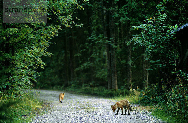 Fuchsjunge auf einer Straße  Finnland.