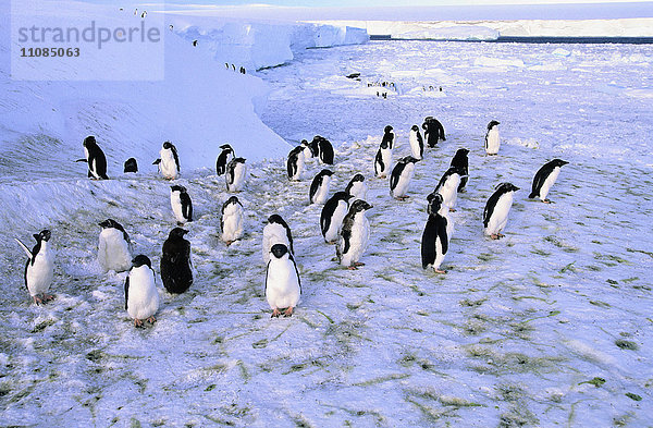 Pinguine auf Eis  Antarktis.