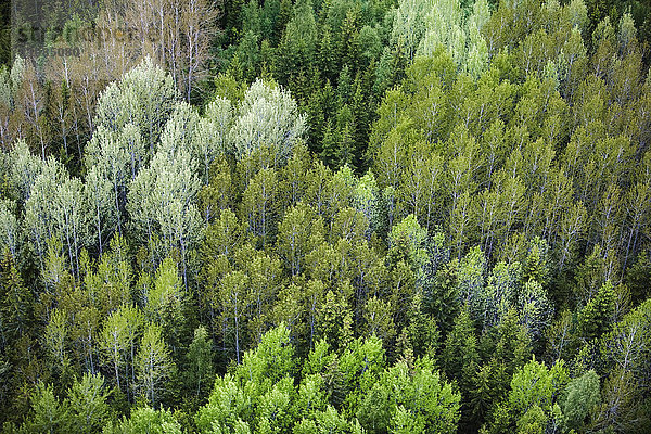 Luftaufnahme eines Waldes  Schweden.
