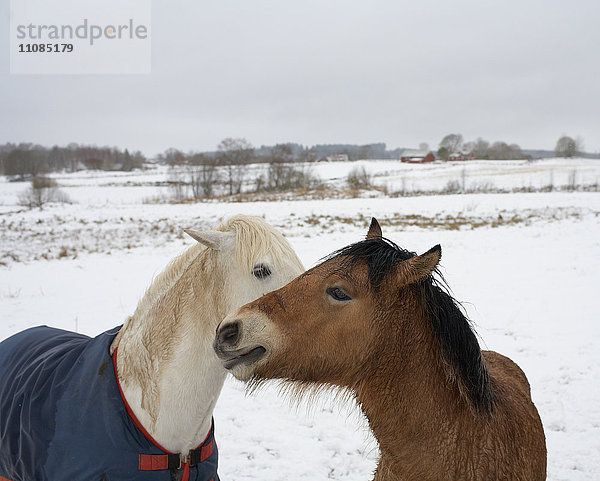 ein weißes und ein braunes Pferd  Schweden.