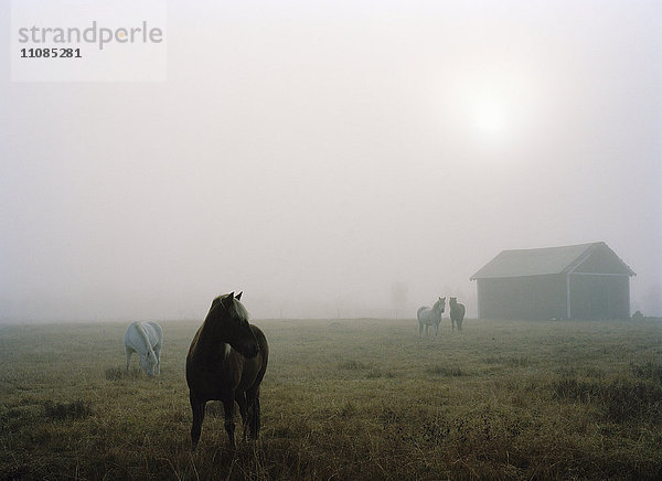 Pferde im Nebel