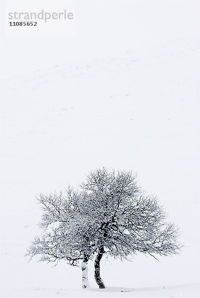 Skandinavien  Norwegen  Hedmark  Birke mit Schnee bedeckt