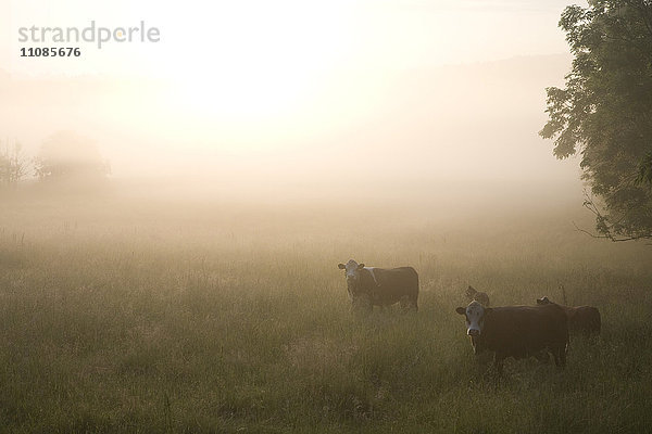 Kühe auf einem Feld in der Morgendämmerung  Schweden.