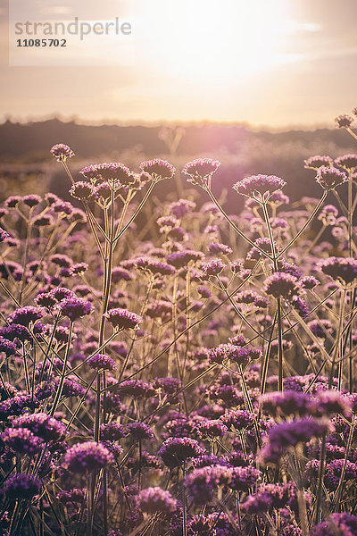 Blühendes Eisenkraut  Verbena bonariensis  Kreis Pinneberg  Schleswig-Holstein  Deutschland  Europa