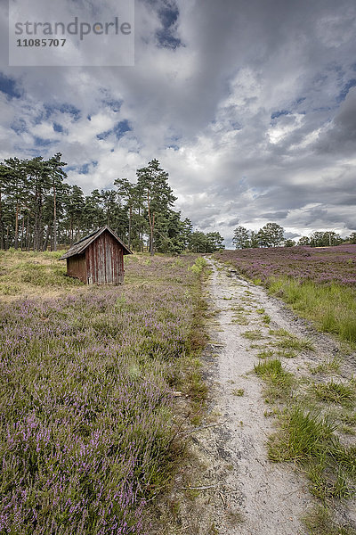 Heidschnuckenweg  Lüneburger Heide  Niedersachsen  Deutschland  Europa