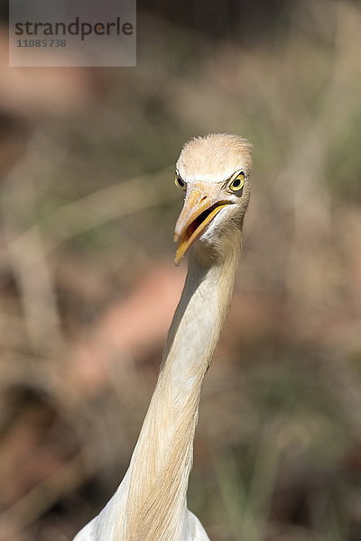 Kuhreiher  Bubulcus ibis  Tadoba-Andhari Tiger Reserve  Maharashtra  Indien  Asien