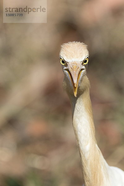 Kuhreiher  Bubulcus ibis  Tadoba-Andhari Tiger Reserve  Maharashtra  Indien  Asien