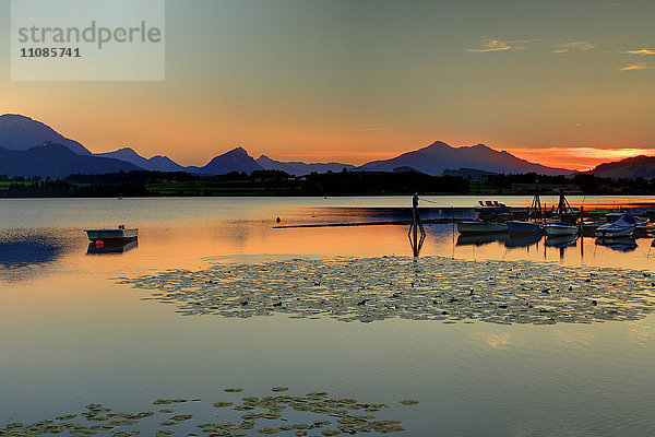 Hopfensee und Allgäuer Alpen  Bayern  Deutschland  Europa