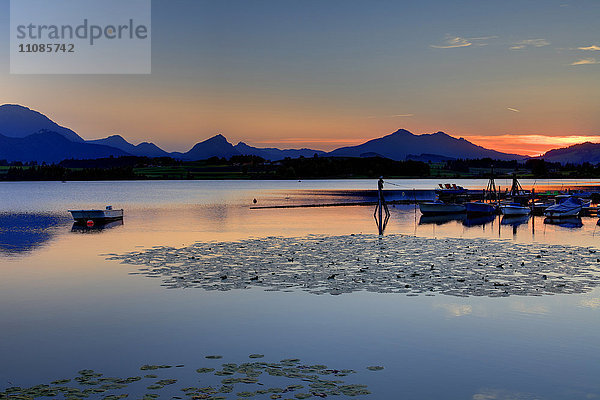 Hopfensee und Allgäuer Alpen  Bayern  Deutschland  Europa