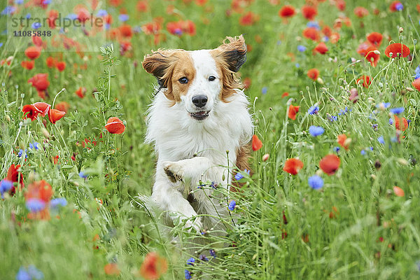 Kooikerhondje auf einer Wiese  Bayern  Deutschland  Europa