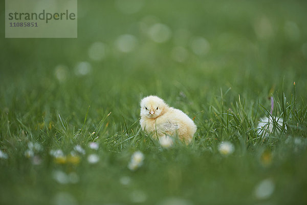 Hühnerküken  Gallus gallus domesticus  auf einer Wiese  Bayern  Deutschland  Europa