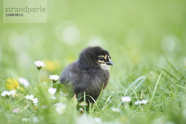 Hühnerküken  Gallus gallus domesticus  auf einer Wiese  Bayern  Deutschland  Europa