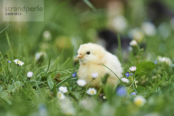 Hühnerküken  Gallus gallus domesticus  auf einer Wiese  Bayern  Deutschland  Europa