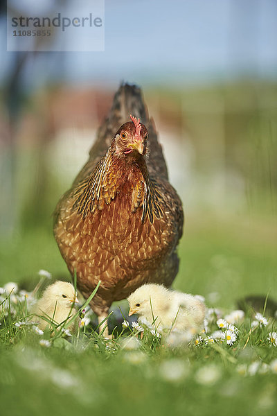 Huhn  Gallus gallus domesticus  und Küken auf einer Wiese  Bayern  Deutschland  Europa