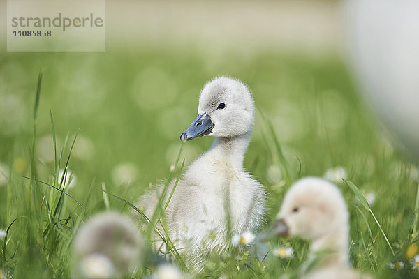 Küken des Höckerschwans  Cygnus olor  Bayern  Deutschland  Europa