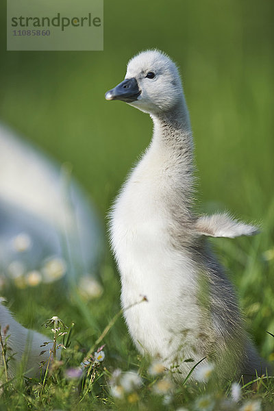 Küken des Höckerschwans  Cygnus olor  Bayern  Deutschland  Europa