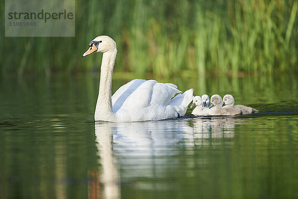 Höckerschwan  Cygnus olor  und Küken  Bayern  Deutschland  Europa