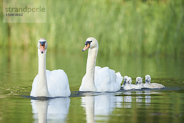 Höckerschwan  Cygnus olor  und Küken  Bayern  Deutschland  Europa