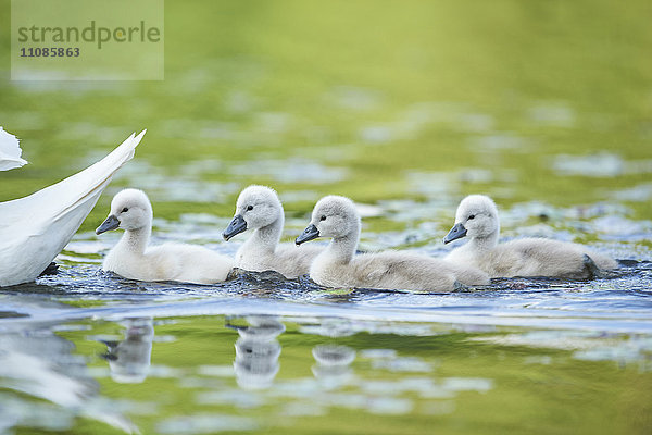 Höckerschwan  Cygnus olor  und Küken  Bayern  Deutschland  Europa