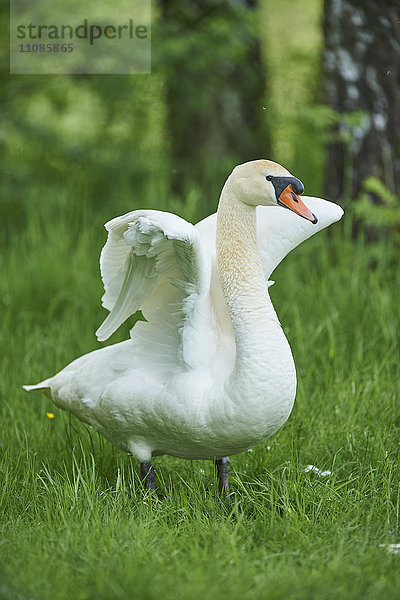 Höckerschwan  Cygnus olor  Bayern  Deutschland  Europa