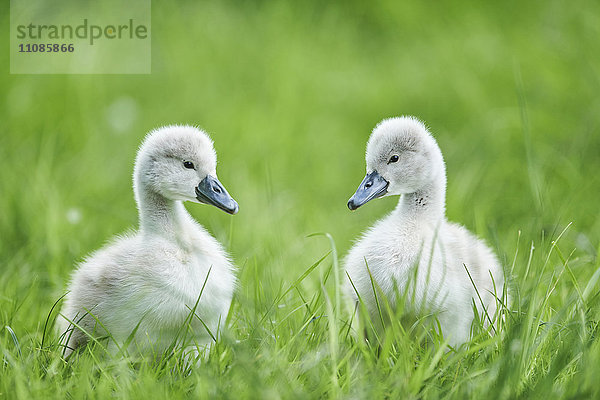 Küken des Höckerschwans  Cygnus olor  Bayern  Deutschland  Europa