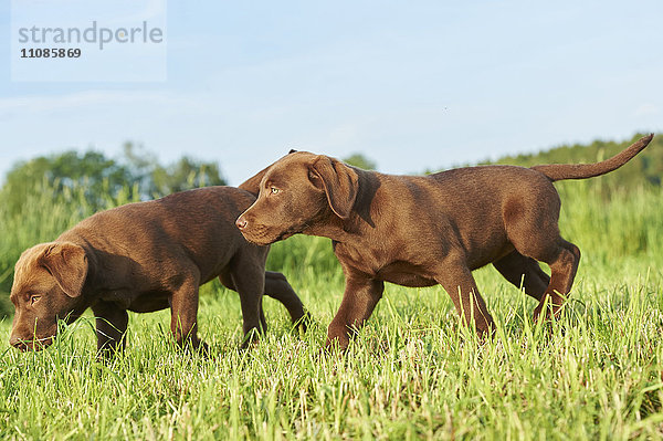 Zwei Labradorwelpen auf einer Wiese  Bayern  Deutschland  Europa