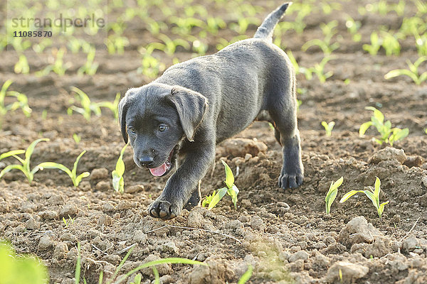 Labrador und Welpe auf einer Wiese  Bayern  Deutschland  Europa