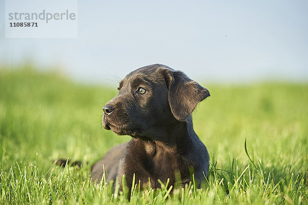 Labrador und Welpe auf einer Wiese  Bayern  Deutschland  Europa