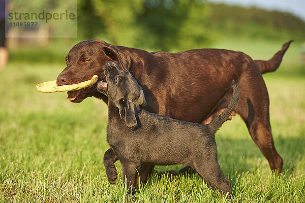 Labrador und Welpe auf einer Wiese  Bayern  Deutschland  Europa