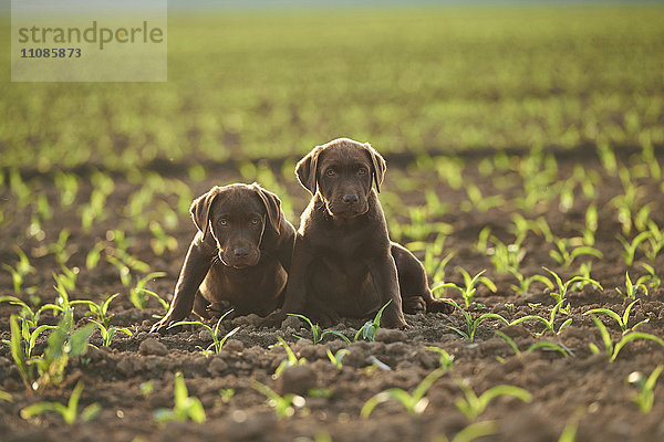 Drei Labradorwelpen auf einer Wiese  Bayern  Deutschland  Europa